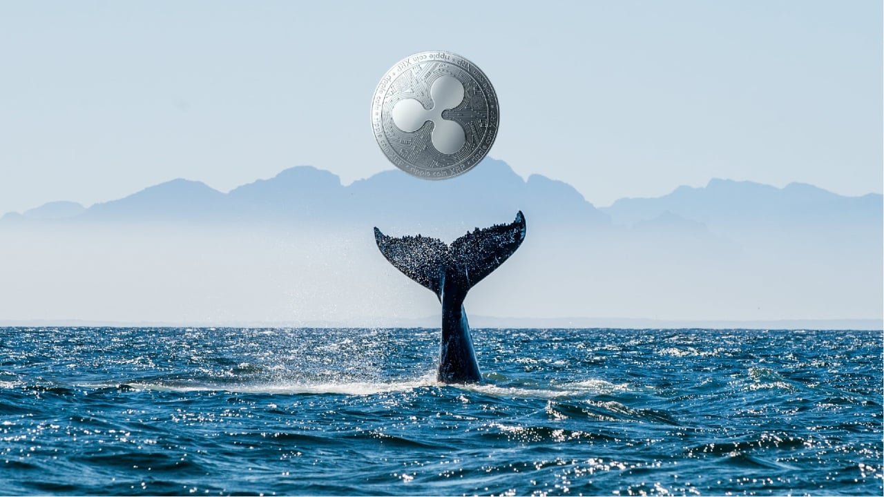 xrp balina